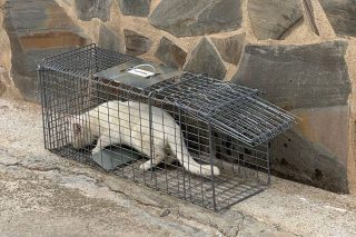 Gato en una jaula